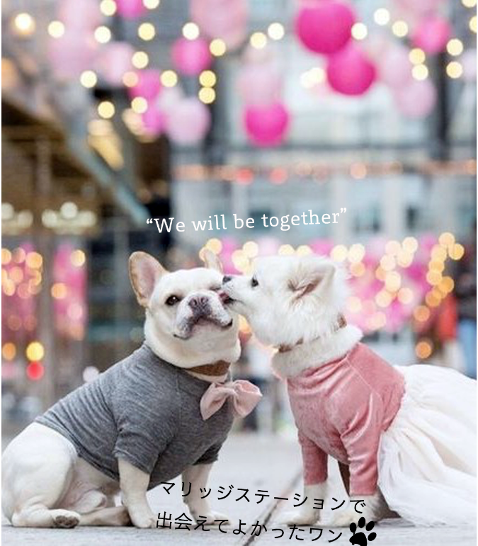 プロフィール文 ペット 婚活 マリッジステーション